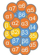 Activity-based Pull-down of Proteolytic Standard and Immunoproteasome Subunits