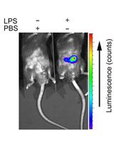 <em>In vivo</em> Analysis of Neutrophil Infiltration during LPS-induced Peritonitis