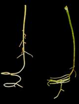 Protocol for Increasing Carotenoid Levels in the Roots of Citrus Plants