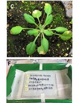 植物病原体感染期间的植物组织台盼蓝染色