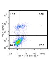 <em>In vitro</em> Assays for the Detection of Calreticulin Exposure, ATP and HMGB1 Release upon Cell Death