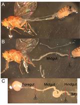 Gene Expression Analysis of Sorted Cells by RNA-seq in <em>Drosophila</em> Intestine