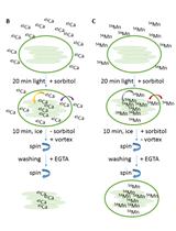 Cation (Ca2+ and Mn2+) Partitioning Assays with Intact Arabidopsis Chloroplasts