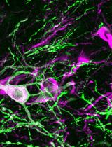 Optogenetic Mapping of Synaptic Connections in Mouse Brain Slices to Define the Functional Connectome of Identified Neuronal Populations