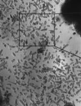 Ex vivo Culture of Adult Mouse Antral Glands