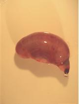 Ex vivo Culture of Fetal Mouse Gastric Epithelial Progenitors