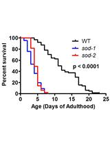 Measuring Oxidative Stress in <em>Caenorhabditis elegans</em>: Paraquat and Juglone Sensitivity Assays