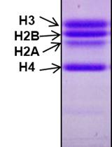 体外组蛋白H3裂解分析法测定酵母和鸡肝H3蛋白酶的活性