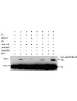 In vitro Ubiquitin Dimer Formation Assay