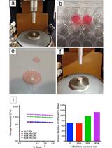 Relative Stiffness Measurements of Cell-embedded Hydrogels by Shear Rheology in vitro