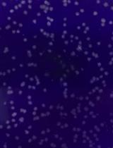 FICZ Exposure and Viral Infection in Mice