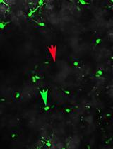 An Acute Mouse Spinal Cord Slice Preparation for Studying Glial Activation ex vivo