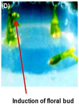 In vitro Floral Induction of Cuscuta reflexa
