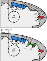 Assessment of Cellular Redox State Using NAD(P)H Fluorescence Intensity and Lifetime