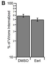 Virus Binding and Internalization Assay for Adeno-associated Virus