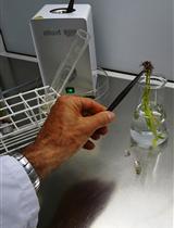 采用生物测定法研究甘蔗叶白纹黄单胞菌的附着