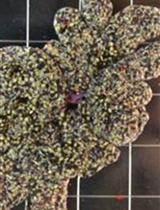 Two-electrode Voltage-clamp Recordings in Xenopus laevis Oocytes：Reconstitution of Abscisic Acid Activation of SLAC1 Anion Channel via PYL9 ABA Receptor