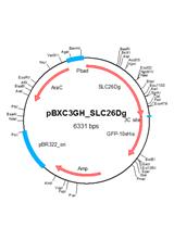 生成、纯化和结晶原核生物中SLC26同源蛋白用于结构研究