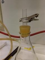 In vitro Assessment of RNA Polymerase I Activity