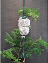 微型外液流计和热量比值法量化分析植物水分损失