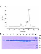 表达、纯化水稻Os-SCL7的GRAS结构域用于结构研究