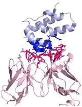 PRODIGY: A Contact-based Predictor of Binding Affinity in Protein-protein Complexes