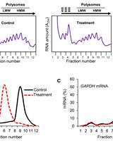 Polysome Fractionation to Analyze mRNA Distribution Profiles