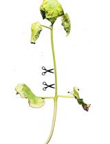 大丽轮枝菌的渗透测定、真菌恢复和致病性测定