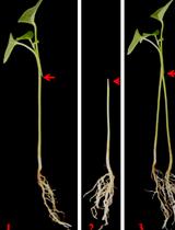 Establishment of New Split-root System by Grafting