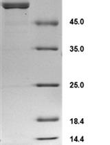 Expression and Purification of Cyanobacterial Circadian Clock Protein KaiC and  Determination of Its Auto-phosphatase Activity