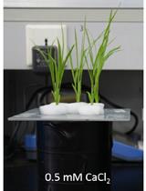 Rice Root Organic Acid Efflux Measurement by Using Ion Chromatography