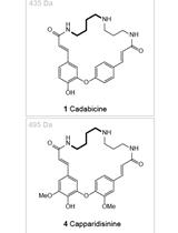 Chromatographic Separation of the Codonocarpine Type  Alkaloids from the Root Bark of Capparis decidua