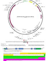 利用核酶和RNA聚合酶II启动子体内及体外合成CRISPR系统的引导RNA