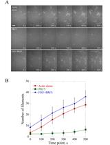 Direct Visualization and Quantification of the Actin Nucleation and Elongation Events in vitro by TIRF Microscopy