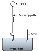 An HPLC-based Method to Quantify Coronatine Production by Bacteria