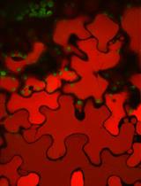 Laser Scanning Confocal Microcopy for Arabidopsis Epidermal, Mesophyll, and Vascular Parenchyma Cells