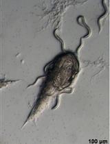Polyethylene Glycol-mediated Transformation of Drechmeria coniospora