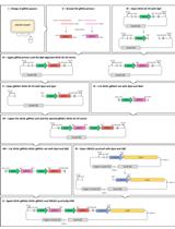 多重向导RNA表达通过CRISPR Cas9对拟南芥中的多个基因座进行高效诱变