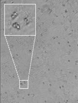 Reprogram Murine Epiblast Stem Cells by Epigenetic Inhibitors