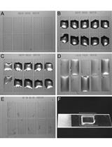 Liposome Flotation Assays for Phosphoinositide-protein Interaction