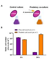 Determination of the Predatory Capability of Bdellovibrio bacteriovorus HD100