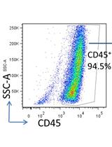 Adoptive Transfer of Lung Antigen Presenting Cells