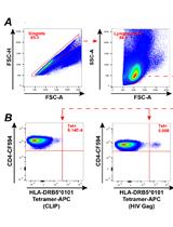 使用MHC II类四聚体标记来自HIV感染患者的人原代CD4+ T细胞