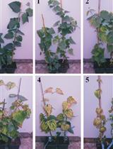 Pathogenicity Assay of Verticillium nonalfalfae on Hop Plants