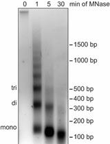 Differential Salt Fractionation of Nuclei to Analyze Chromatin-associated Proteins from Cultured Mammalian Cells