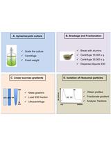 Isolation of Ribosomal Particles from the Unicellular Cyanobacterium Synechocystis sp. PCC 6803
