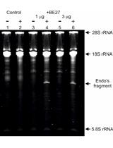 核糖体灭活蛋白的核糖体RNA N-糖基化酶活性测定