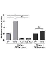 In silico Analysis and Site-directed Mutagenesis of Promoters