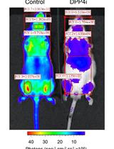 Measurement of Dipeptidylpeptidase Activity in vitro and in vivo