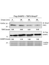 Chase Assay of Protein Stability in <em>Haloferax volcanii</em>